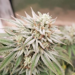 Nasiona marihuany Banana Latte - odmiana konopi
