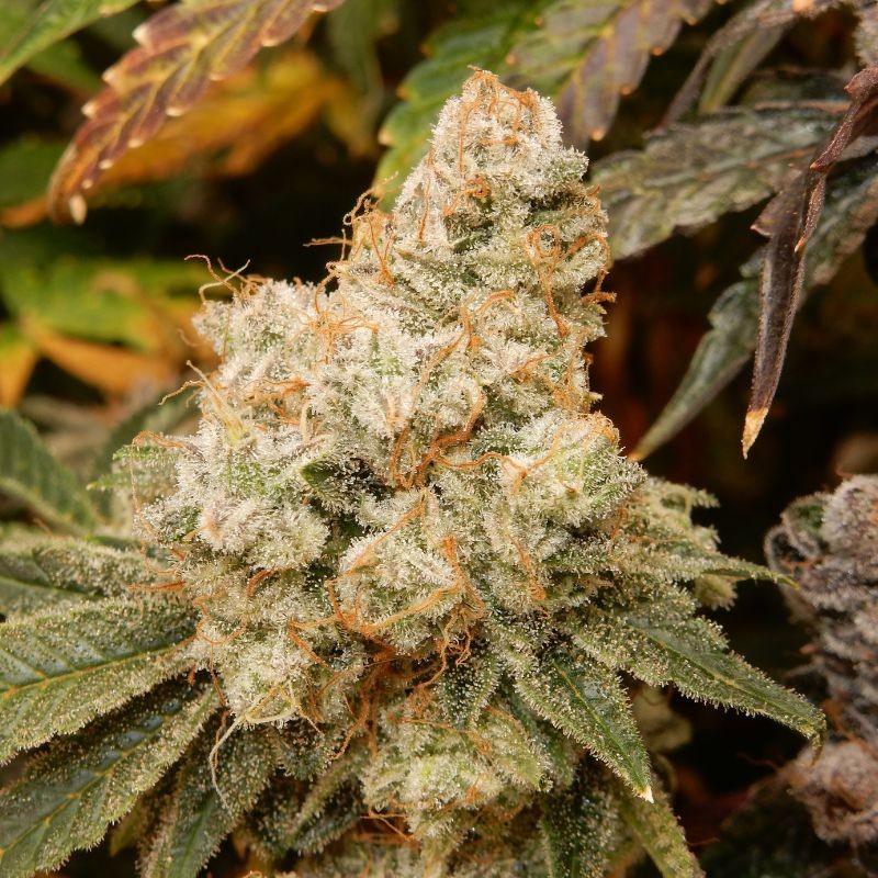 Nasiona marihuany automatyczne Auto Sunset Vibes - odmiana konopi