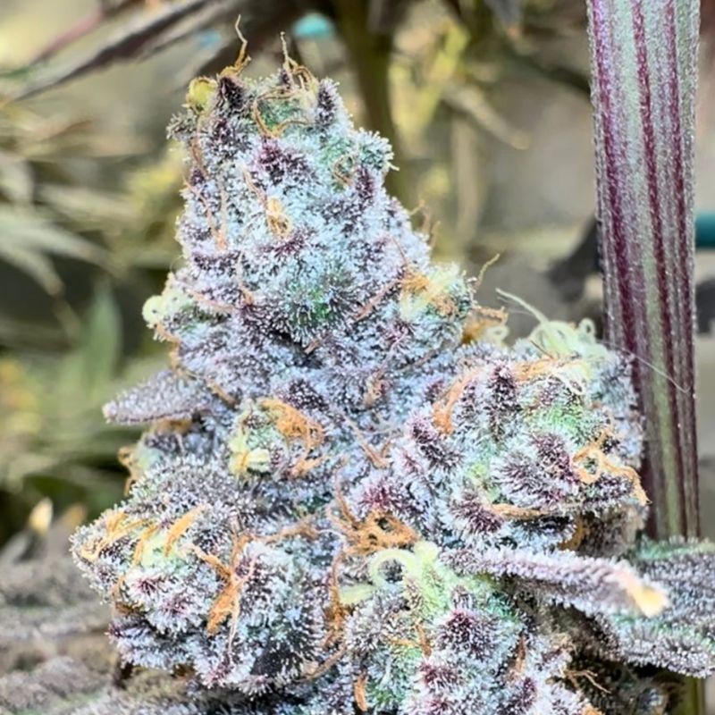 Nasiona marihuany automatyczne Auto Gigabud - odmiana konopi