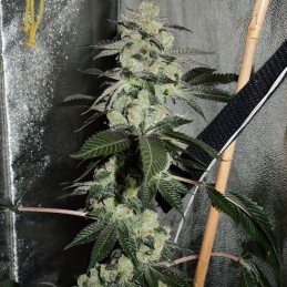 Nasiona marihuany White Pakistan Berry - opis odmiany konopi