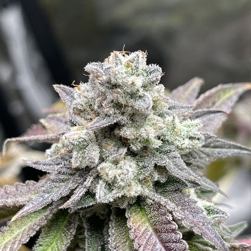 Nasiona marihuany Wappa Kush - opis odmiany konopi