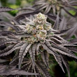 Nasiona marihuany automaty Vertigo Auto - opis odmiany konopi