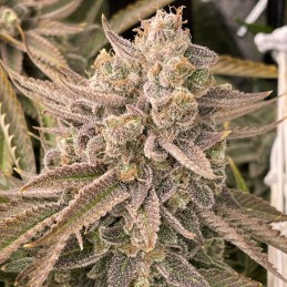 Nasiona marihuany Spoetnik 1 - opis odmiany konopi