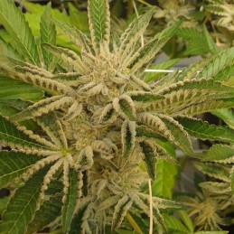 Nasiona marihuany Space Cookies - opis odmiany konopi