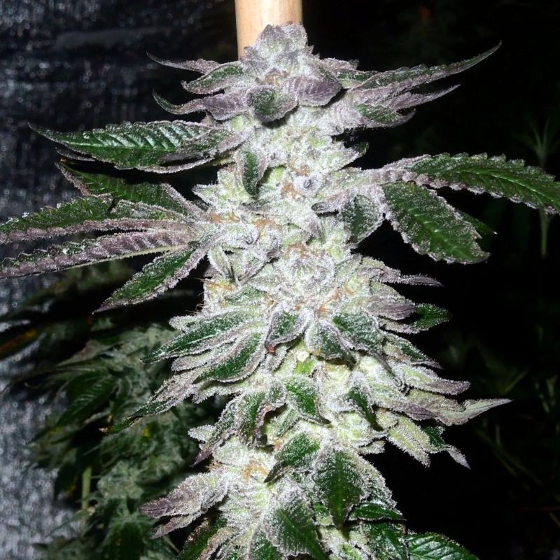 Nasiona marihuany Sensi Star - opis odmiany konopi