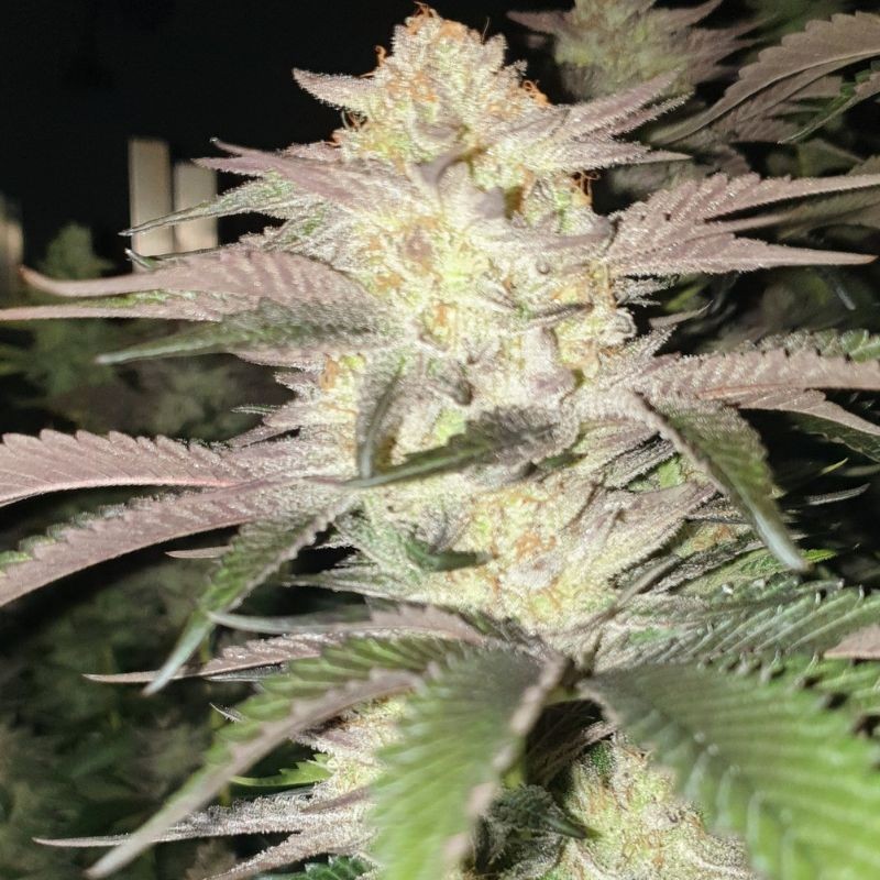 Nasiona marihuany Rainbow Road - opis odmiany konopi