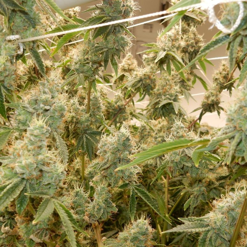 Nasiona marihuany automatyczne Pandora Auto - opis odmiany konopi
