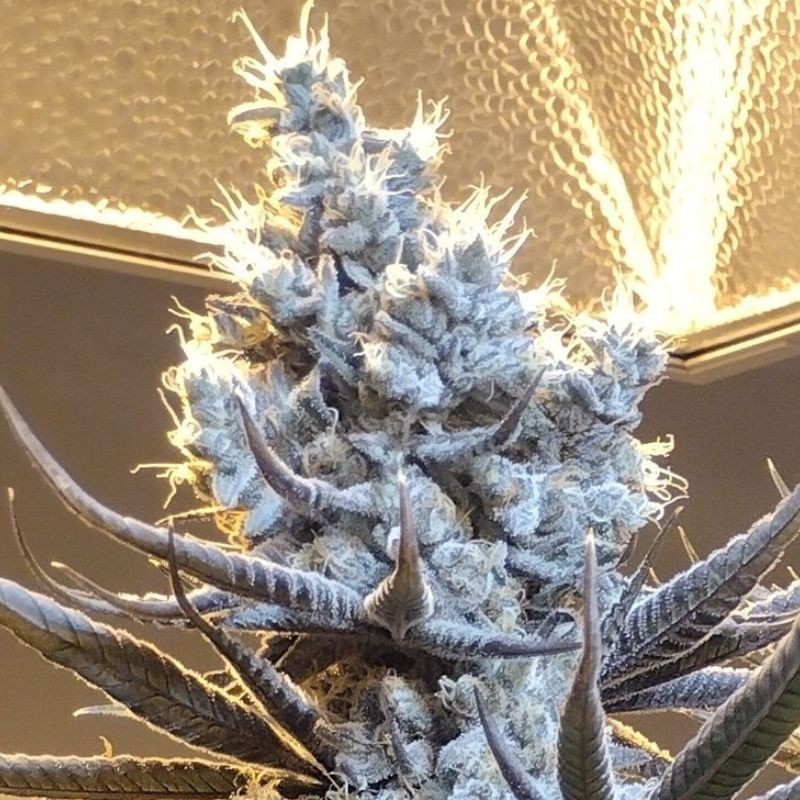 Nasiona marihuany Original White Widow - opis odmiany konopi