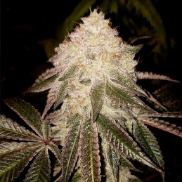 Nasiona marihuany Original Cheese - opis odmiany konopi