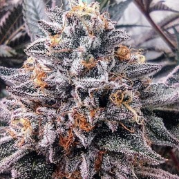 Nasiona marihuany Opium - opis odmiany konopi