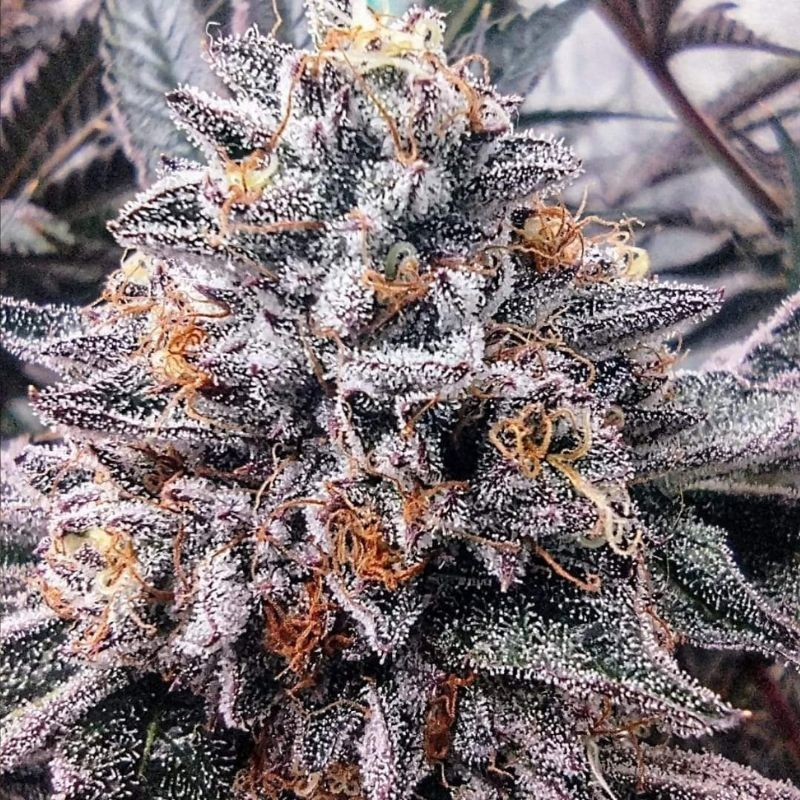Nasiona marihuany Opium - opis odmiany konopi