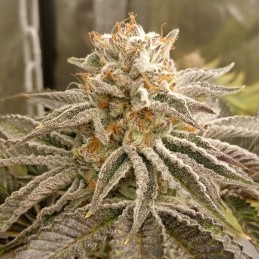 Nasiona marihuany medycznej Nebula II CBD - opis odmiany konopi