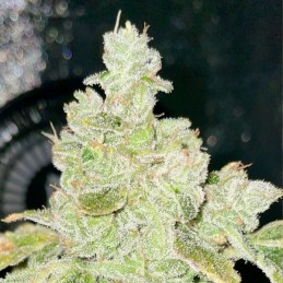 Nasiona marihuany Nebula - opis odmiany konopi