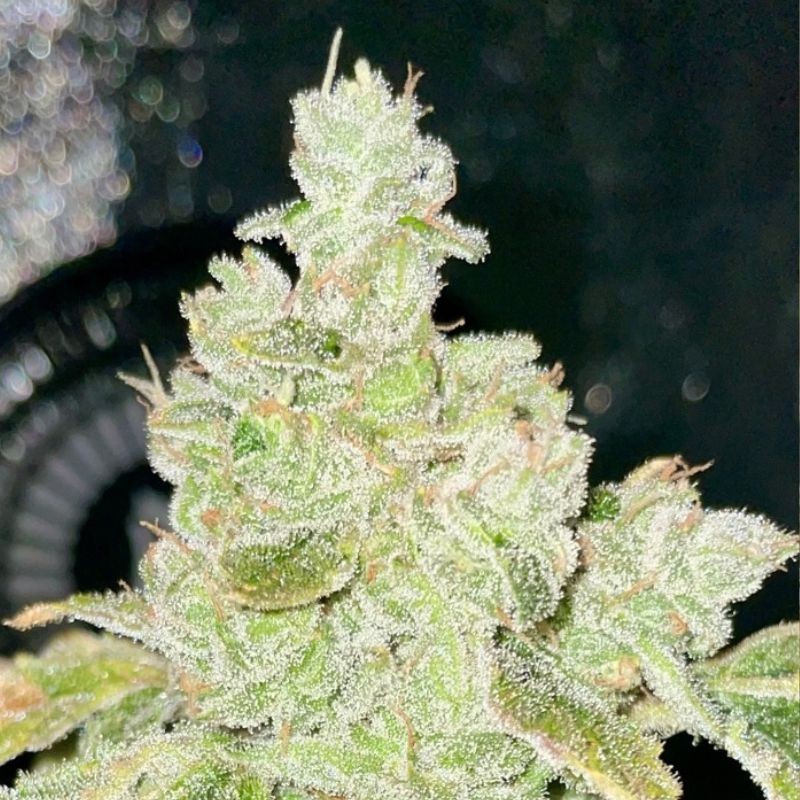 Nasiona marihuany Nebula - opis odmiany konopi