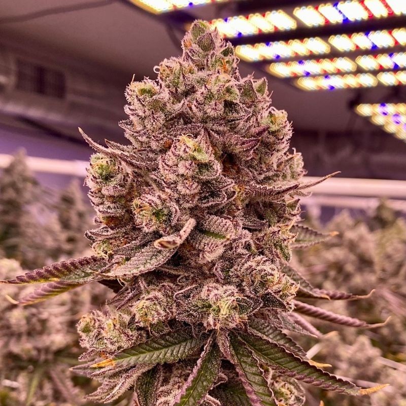 Nasiona marihuany Mendocino Skunk - opis odmiany konopi