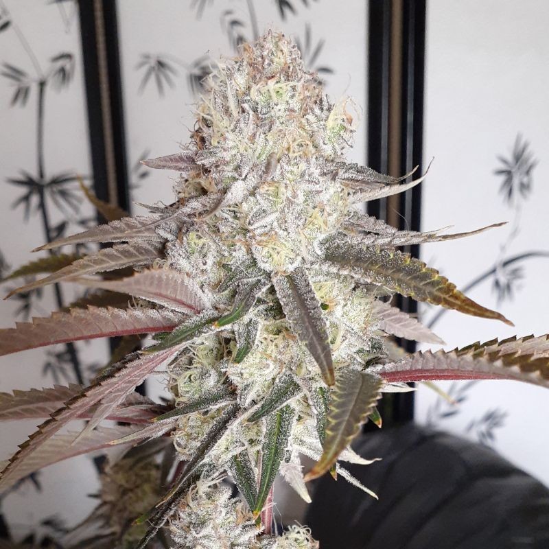 Nasiona marihuany Lucid Bolt - opis odmiany konopi