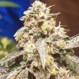 Nasiona marihuany L.A. Amnesia - opis odmiany konopi