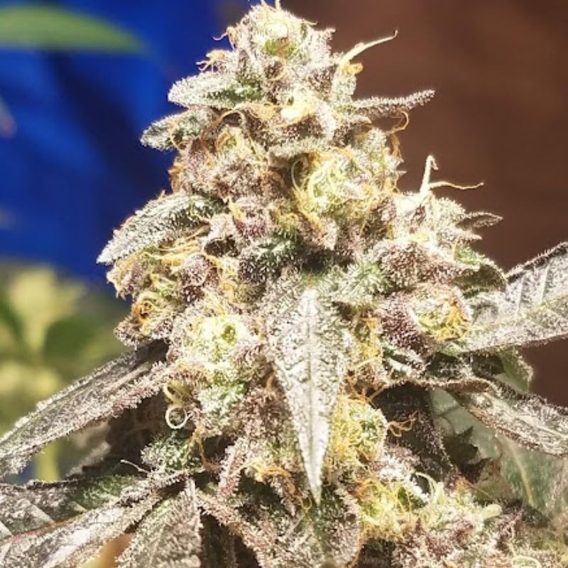 Nasiona marihuany L.A. Amnesia - opis odmiany konopi