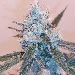 Nasiona marihuany Jacky White - opis odmiany konopi