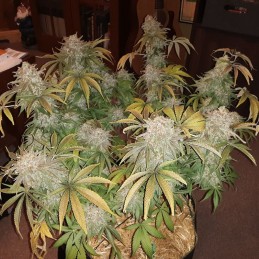 Nasiona marihuany Ice Cream - opis odmiany konopi