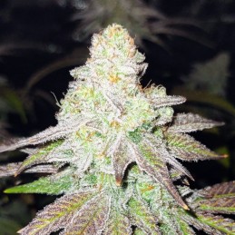 Nasiona marihuany El Dorado OG - odmiana konopi