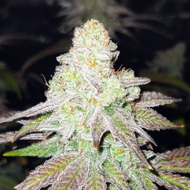 Nasiona marihuany El Dorado OG - odmiana konopi