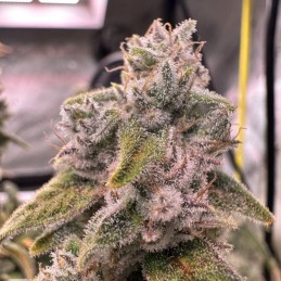 Nasiona medycznej marihuany Durga Mata II CBD - odmiana konopi