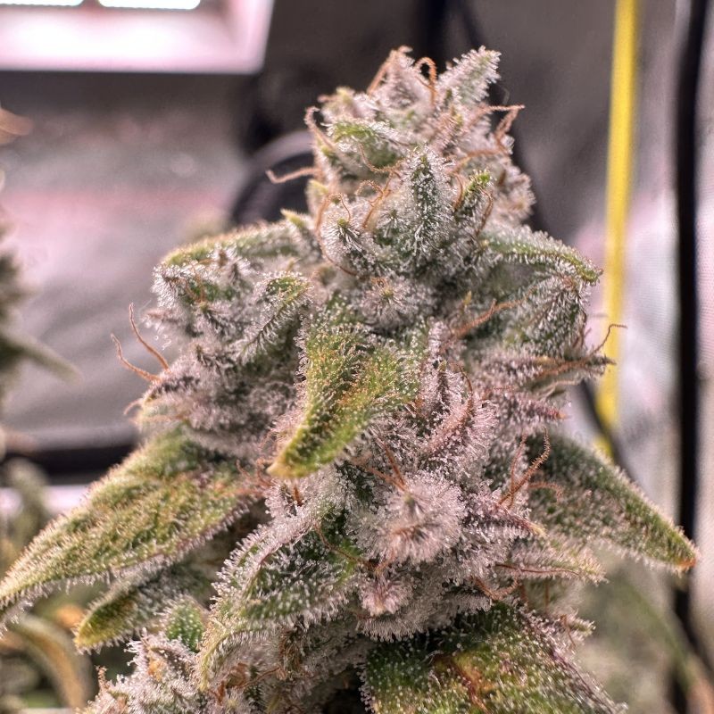 Nasiona medycznej marihuany Durga Mata II CBD - odmiana konopi