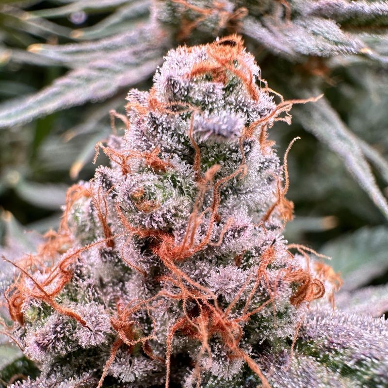 Nasiona medycznej marihuany Durga Mata - odmiana konopi