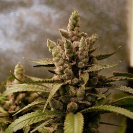 Nasiona marihuany automatyczne Auto Kong 4 - odmiana konopi