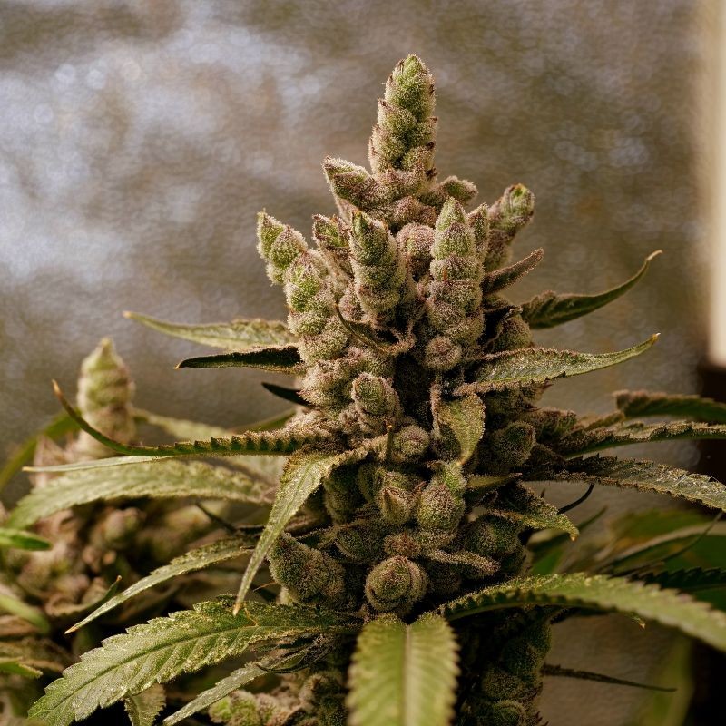 Nasiona marihuany automatyczne Auto Kong 4 - odmiana konopi