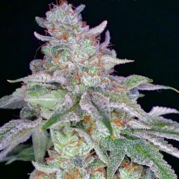 Nasiona marihuany Californian Gold - odmiana konopi