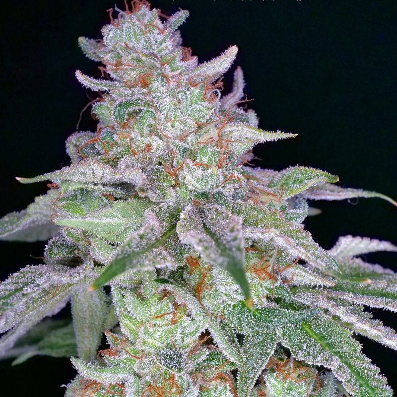 Nasiona marihuany Californian Gold - odmiana konopi