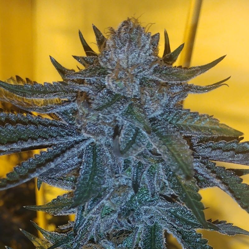 Nasiona marihuany Blue Kush Berry - odmiana konopi