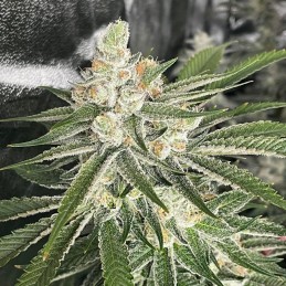 Nasiona marihuany Belladonna - odmiana konopi