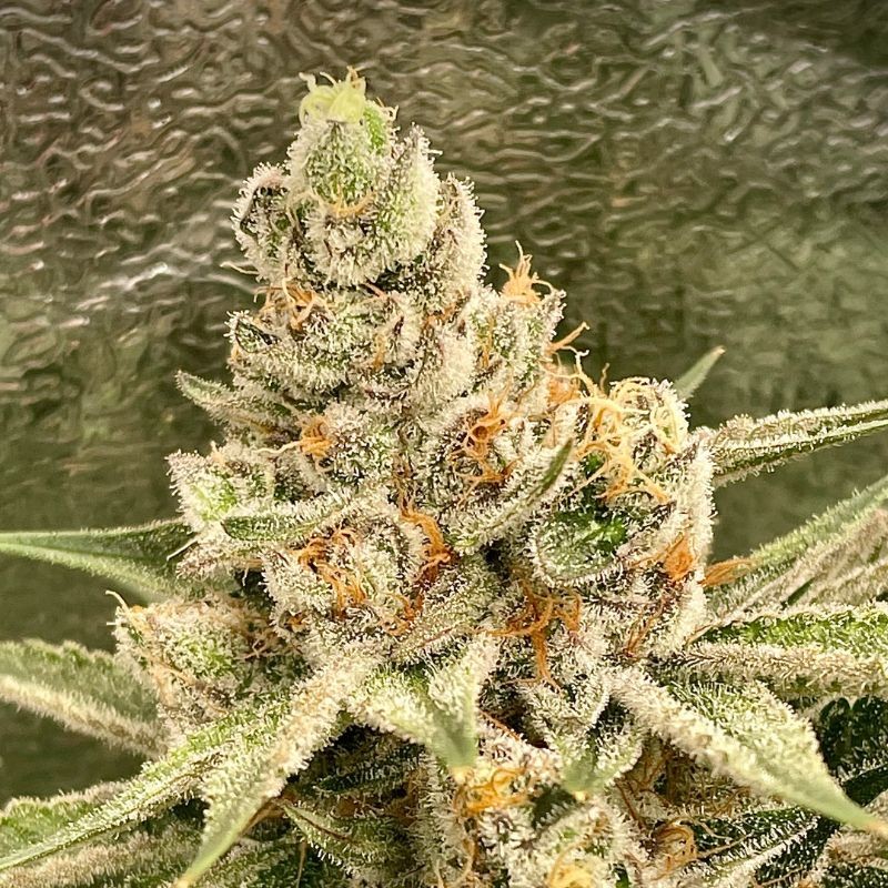 Nasiona marihuany Automaria II - odmiana konopi