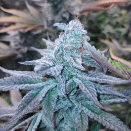 Nasiona marihuany automatyczne Auto White Berry - odmiana konopi