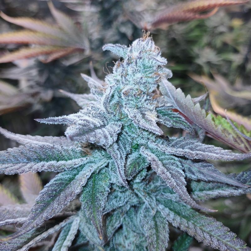 Nasiona marihuany automatyczne Auto White Berry - odmiana konopi