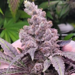 Nasiona marihuany automatyczne Auto Wappa - odmiana konopi