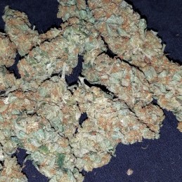 Nasiona marihuany automatyczne Auto Skull Jack Ryder - odmiana konopi