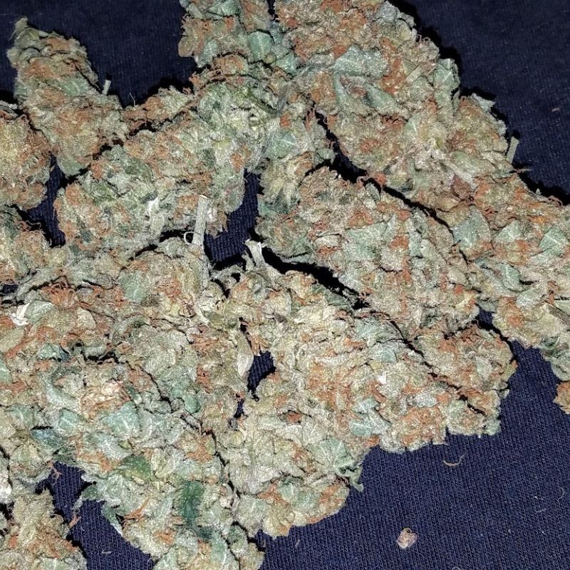 Nasiona marihuany automatyczne Auto Skull Jack Ryder - odmiana konopi