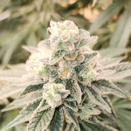 Nasiona marihuany automatyczne Auto Acid - odmiana konopi