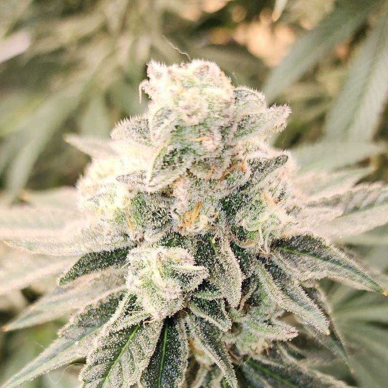 Nasiona marihuany automatyczne Auto Acid - odmiana konopi