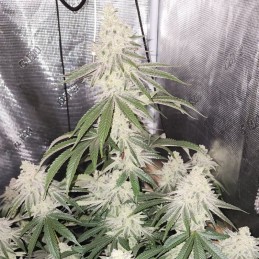 Nasiona marihuany automatyczne Atomical Haze - odmiana konopi