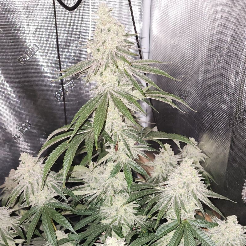 Nasiona marihuany automatyczne Atomical Haze - odmiana konopi