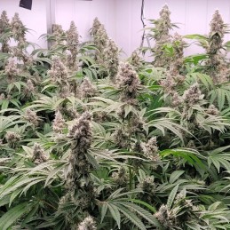 Nasiona marihuany Allkush - odmiana konopi