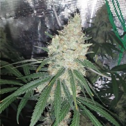 Nasiona marihuany Acid - odmiana konopi