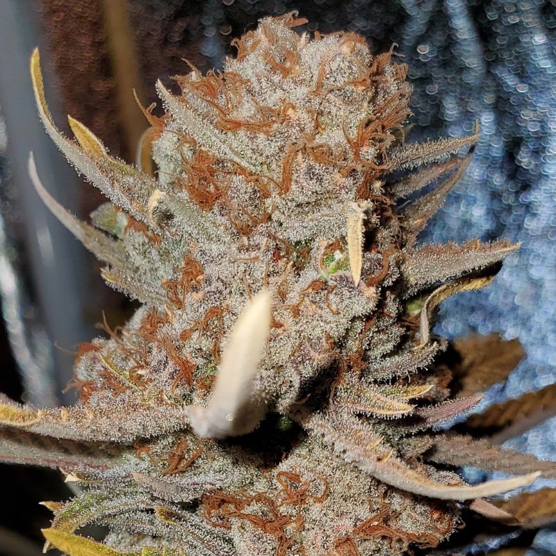 Nasiona marihuany K.C.F.A. 455 - opis odmiany konopi