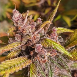 Nasiona marihuany K.C. 36 - opis odmiany konopi