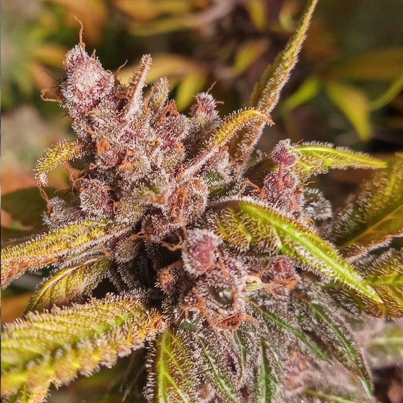 Nasiona marihuany K.C. 36 - opis odmiany konopi